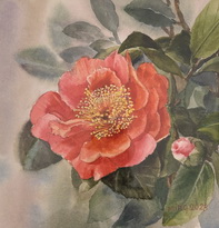 Camellia