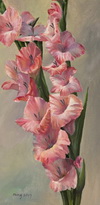 Gladiolus