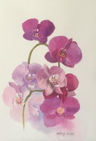 Orchid