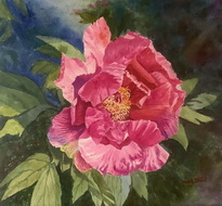 Red Peony