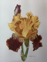 Two-Tone Iris