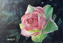 Two-Tone Rose