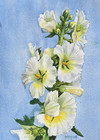 White Hollyhock Flowers